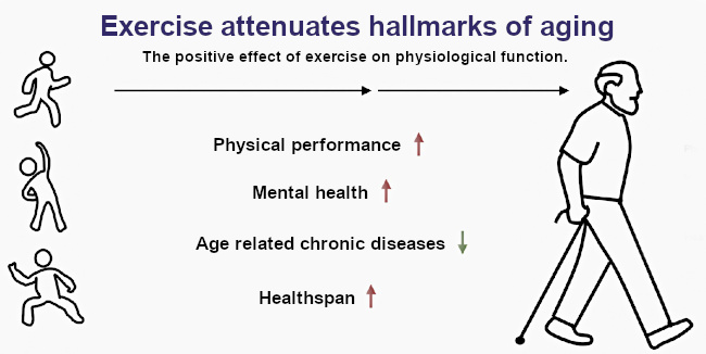 Muscles – From Physiology to Function Muscles – From Physiology to Function