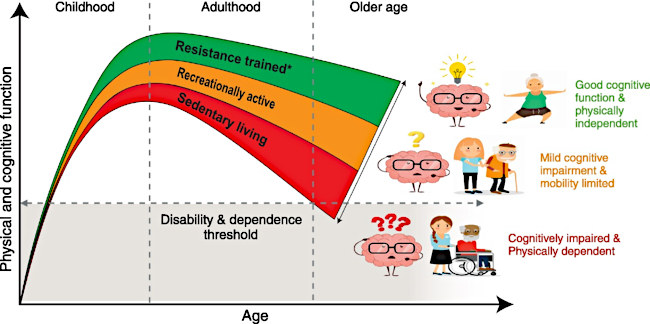 Effects of (in)activity and resistance training